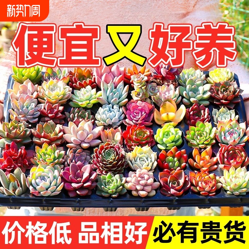 多肉植物大颗好养室内小盆栽绿植物花卉批发价有贵货好养多肉老桩