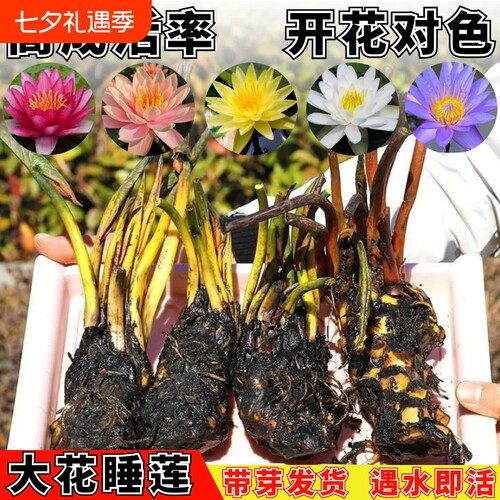 四季睡莲花苗水培植物带花苞池塘无土碗莲荷花根盆栽水养易活花卉