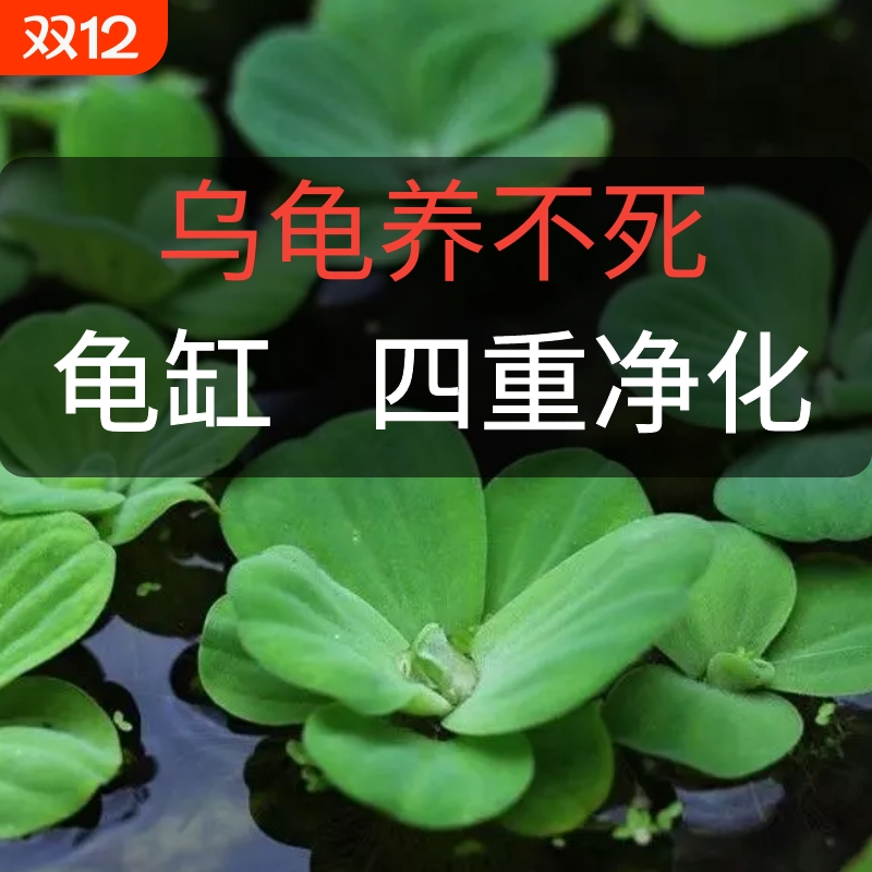 乌龟专用缸造景浮萍水草房子养龟龙眼叶装饰生态缸晒台爬坡植物