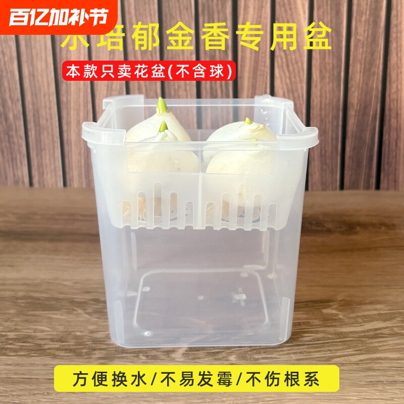 郁金香水培盆方形沥水篮透明养根盆洋水仙风信子培养皿换水方便盆