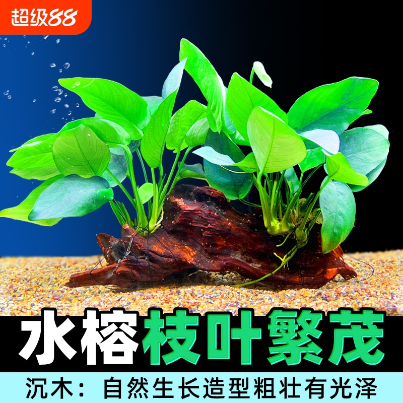 鱼缸造景莫斯无土植物增氧趴地
