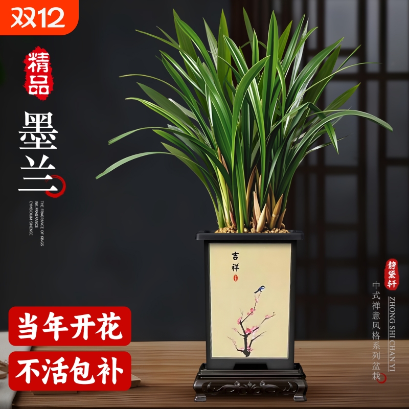 精品兰花盆栽墨兰富贵花卉好养活绿植花卉室内客厅办公室桌面植物