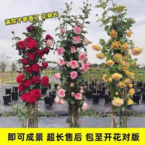 多花蔷薇花苗藤本月季大花浓香庭院爬藤植物花卉盆栽阳台玫瑰四季