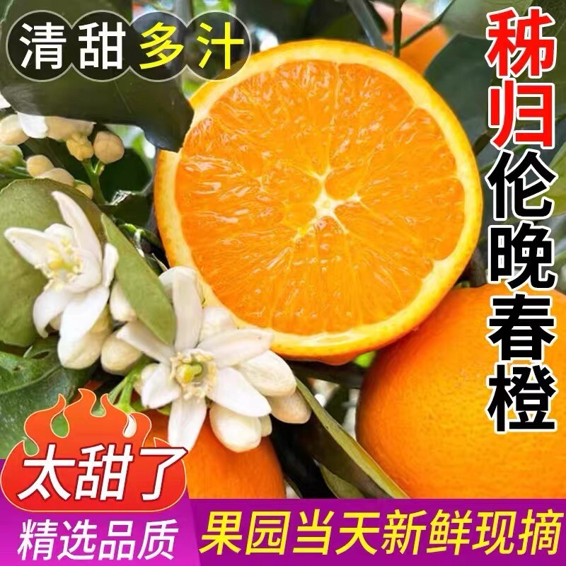 橙子伦晚脐橙湖北秭归新鲜10斤甜春橙榨汁手剥橙当季水果大果现摘图片