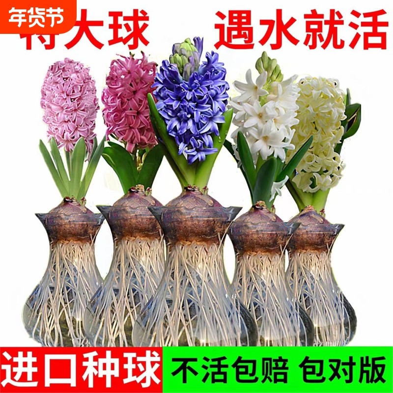 风信子种球水培土培植物冬季耐寒好养易活种球室内桌面盆栽花卉,鲜花速递/花卉仿真/绿植园艺,时令草本花卉,淘宝优惠券,粉丝福利购,淘宝优惠卷