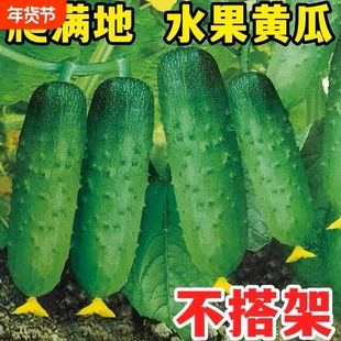 满地爬黄瓜种子春秋四季黄瓜种籽旱青瓜阳台盆栽蔬菜种孑大全