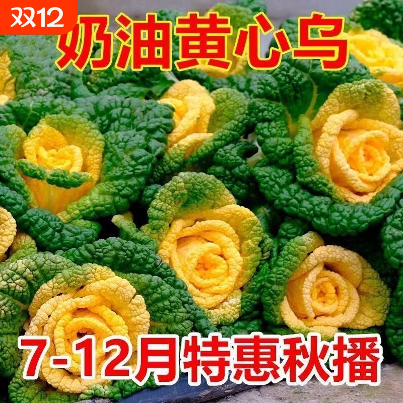 奶油黄心乌塌菜黄玫瑰雪里金花四季耐寒黄心菜秋冬季蔬菜种子