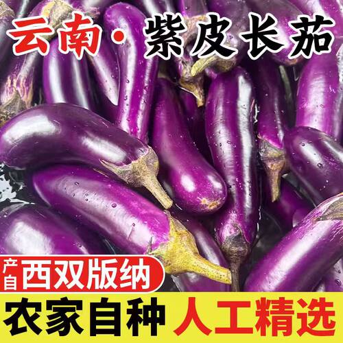 西双版纳农自种家茄子老品种茄子本地茄子露天当季蔬菜批发紫茄子