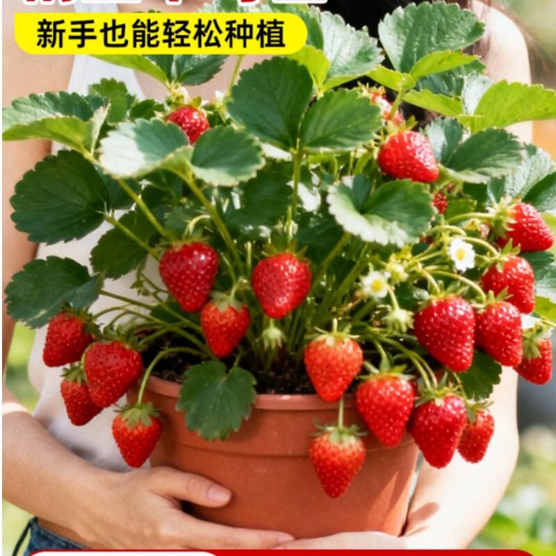 草莓苗秧盆栽奶油四季结果脱毒红颜丹东草莓新苗带花带果带盆阳台