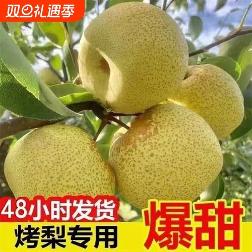 正宗新鲜砀山酥梨5-9斤