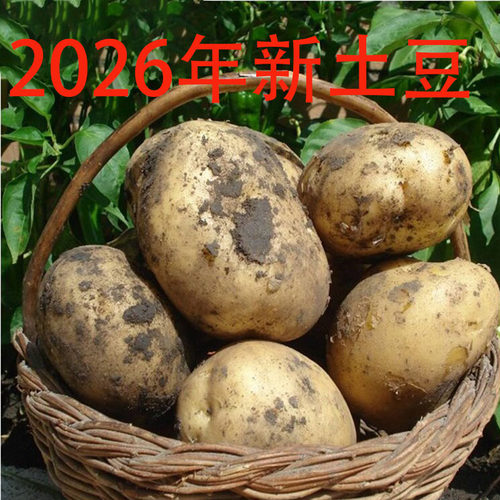 2026年新土豆农家新鲜黄新