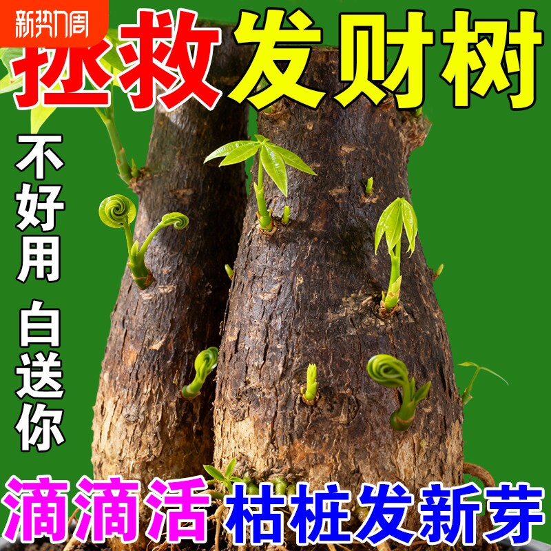 发财树再生剂专用营养液黄叶枯叶烂根专用盆栽植物再生复活液肥料