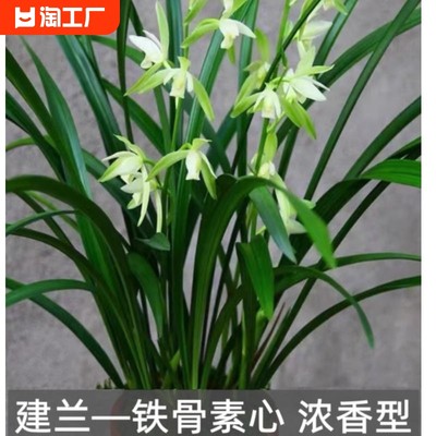 兰花建兰铁骨素心耐寒四季兰开花浓香室内阳台绿植花卉盆栽客厅