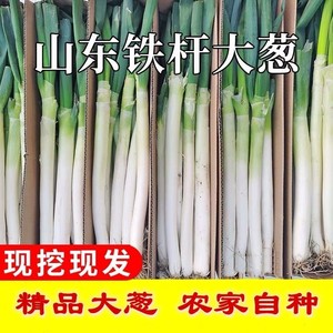 山东大葱新鲜大葱蔬菜5斤