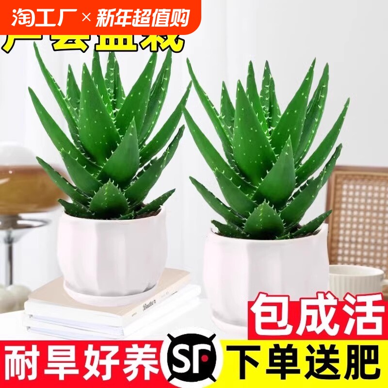 �ۻ��㣺����С«��1�裨ԭ�����״��� ���� «���������ڳ���ȩ��������������ֲ�칫�����ƶ���ֲ���ļ�����