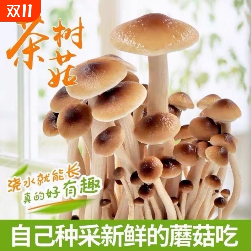 茶树菇菌种蘑菇家庭菌包菌棒阳台袋盆袋栽好吃食用菌蘑菇种植菌