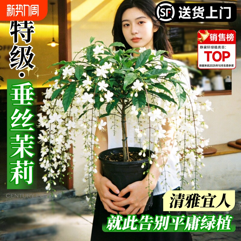 垂丝茉莉大盆栽老桩带花苞风车茉莉好养年宵花绿植花卉室内阳台