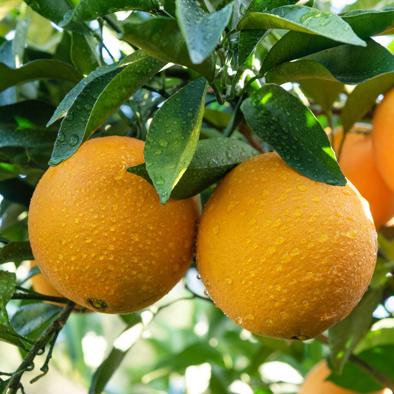 江西寻乌产甜橙子地直供时令水果香甜多汁赣南脐橙新鲜现摘手剥橙,水产肉类/新鲜蔬果/熟食,橙,淘宝优惠券,粉丝福利购,淘宝优惠卷