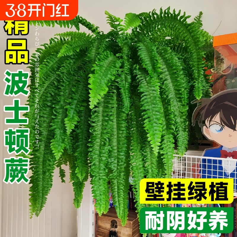 波士顿蕨盆栽客厅绿植大型波斯顿蕨办公室花卉室内耐阴好养的植物