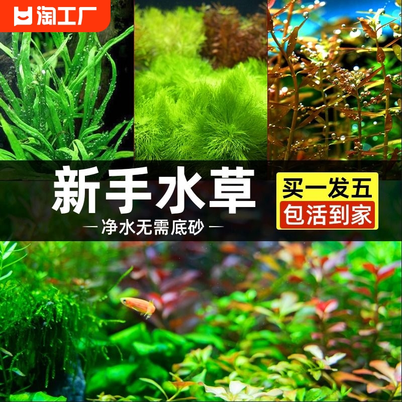 大全水草花百年入缸成景