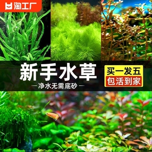 鱼缸水草植物鱼缸造景净水真水草水榕狐尾草阴性绿植培菌新手套餐