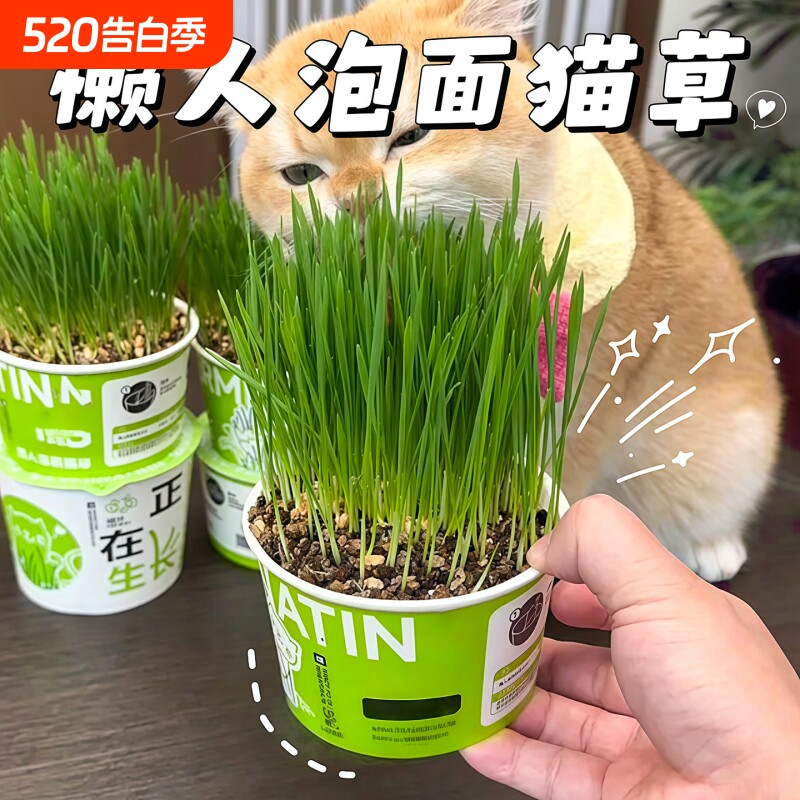 懒人猫草盆栽种子猫薄荷猫咪用品大全零食轻松温和排毛化草毛