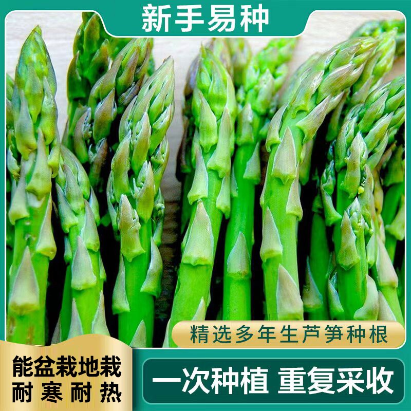 芦笋种根苗阳台庭院花卉绿植盆栽图片