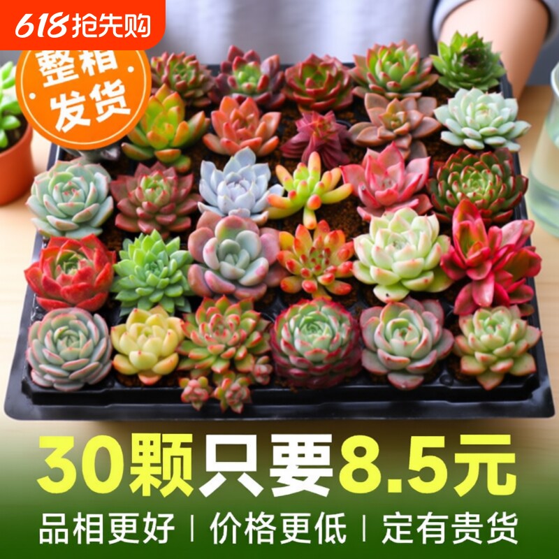 多肉植物室内小盆栽大颗好养绿植物花卉批发价有贵货室内外阳台