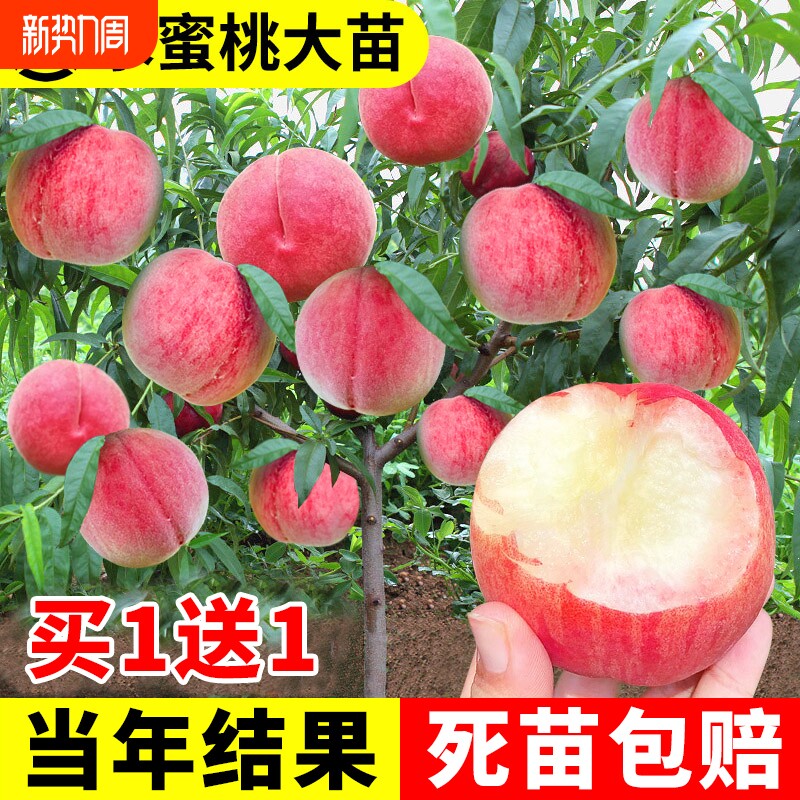 早熟水蜜桃树苗嫁接黄桃树苗树当年结果南方北方种植树苗桃树果苗