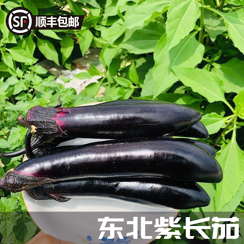 顺丰东北特产农家紫茄子长茄子现摘新鲜蔬菜紫把茄子紫裤茄子