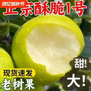 砀山青梨皇冠梨9斤新鲜梨子水果当季翠冠梨香酥脆蜜雪梨青梨整箱