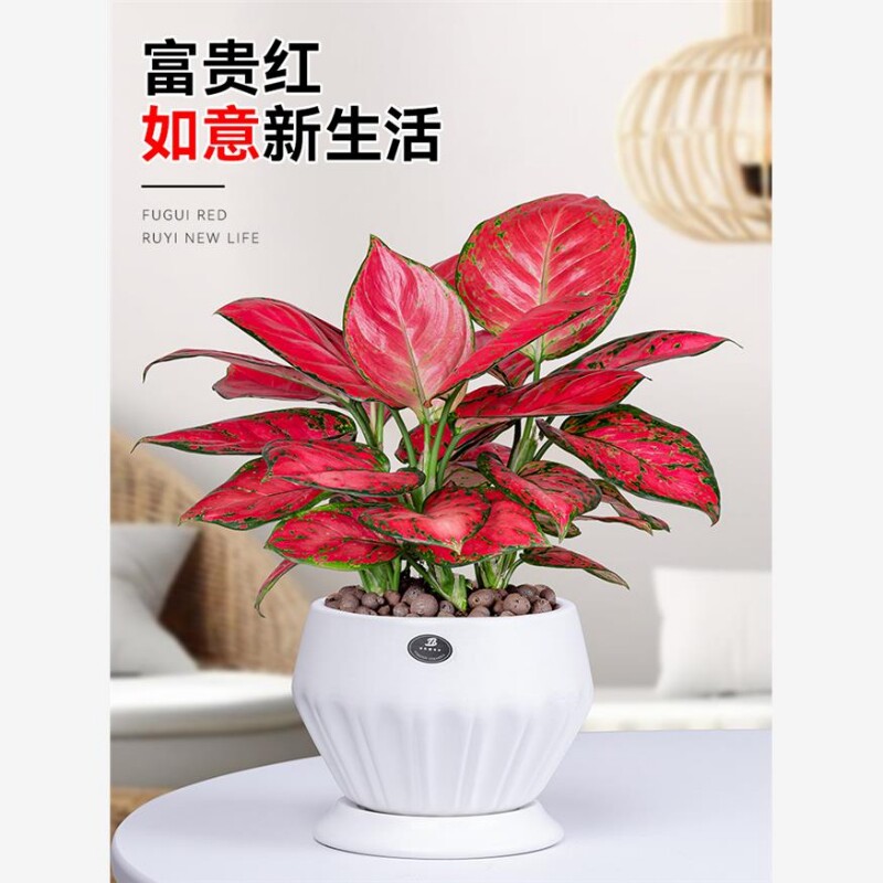 吉利红盆栽如意皇后室内客厅花卉绿植办公室水培植物四季好养摆放