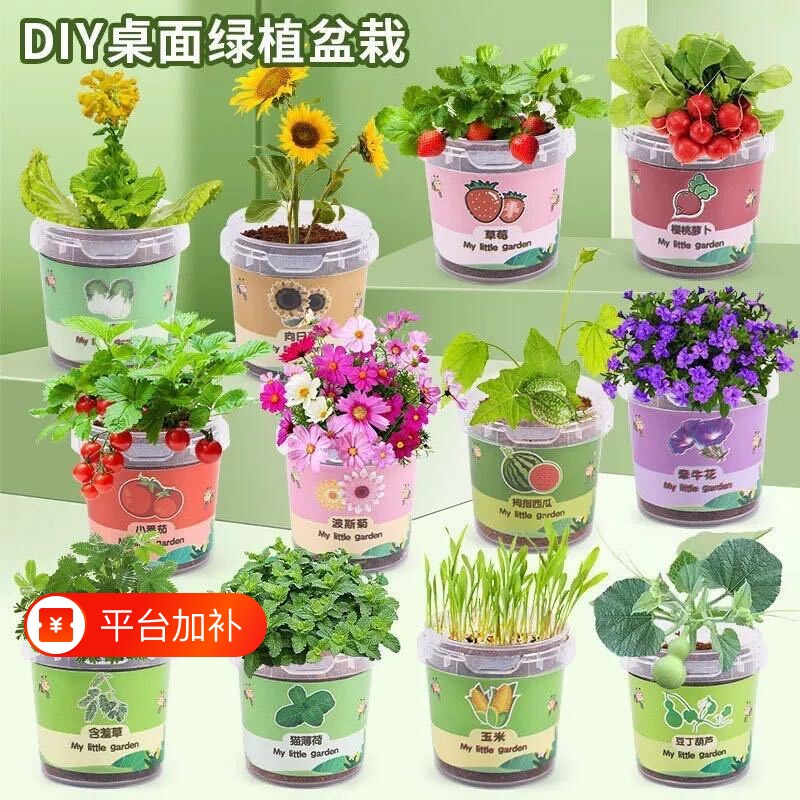 幼儿园绿植小礼品学生种子儿童手工种植盲盒盆栽植物罐头长草礼物