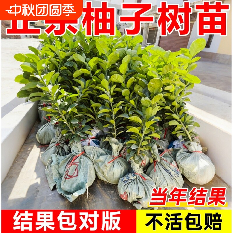 柚子树苗果树果苗红心蜜柚广西大沙田柚庭院嫁接南方种植水果葡萄图片