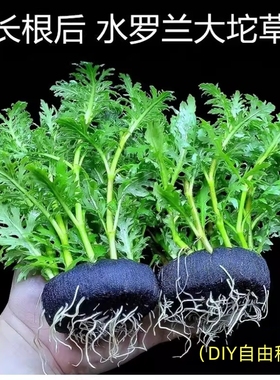 水罗兰坨草鱼缸造景真水草带坨植物阴性懒人净化水质增氧定植淡水