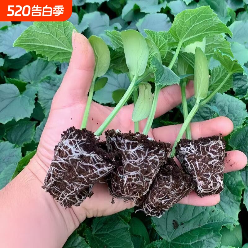 黄瓜苗水果黄瓜秧苗盆栽苗嫁接黄瓜秧苗四季阳台黄瓜秧苗蔬菜种苗