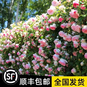 龙沙宝石月季花苗四季开花卉爬藤植物蔷薇特大苗好养活盆栽带花苞