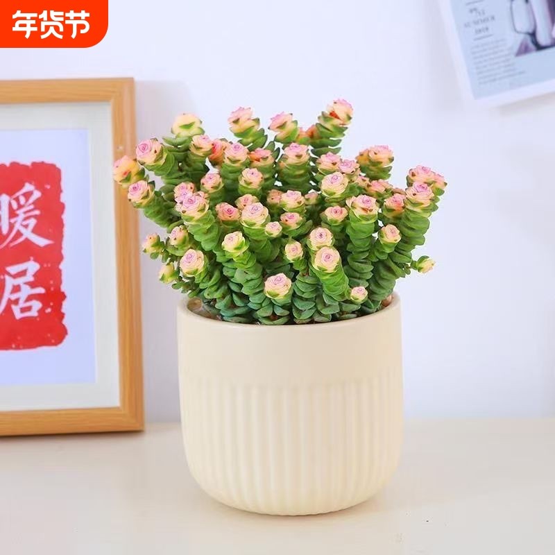 彩色钱串锦前程似锦多肉植物爆盆好养阳台绿植盆栽办公桌招财大盆,鲜花速递/花卉仿真/绿植园艺,多肉植物,淘宝优惠券,粉丝福利购,淘宝优惠卷