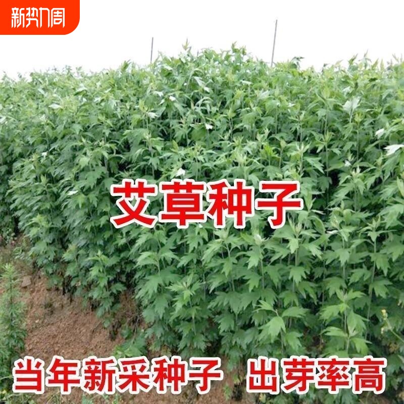 艾草种子食用药用驱蚊草艾叶种籽大小叶艾蒿青蒿种子四季驱蚊
