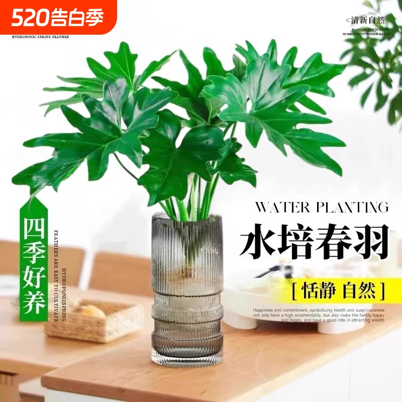 水培春羽盆栽室内客厅花卉水养富贵竹大叶绿萝好养春雨绿植物卧室