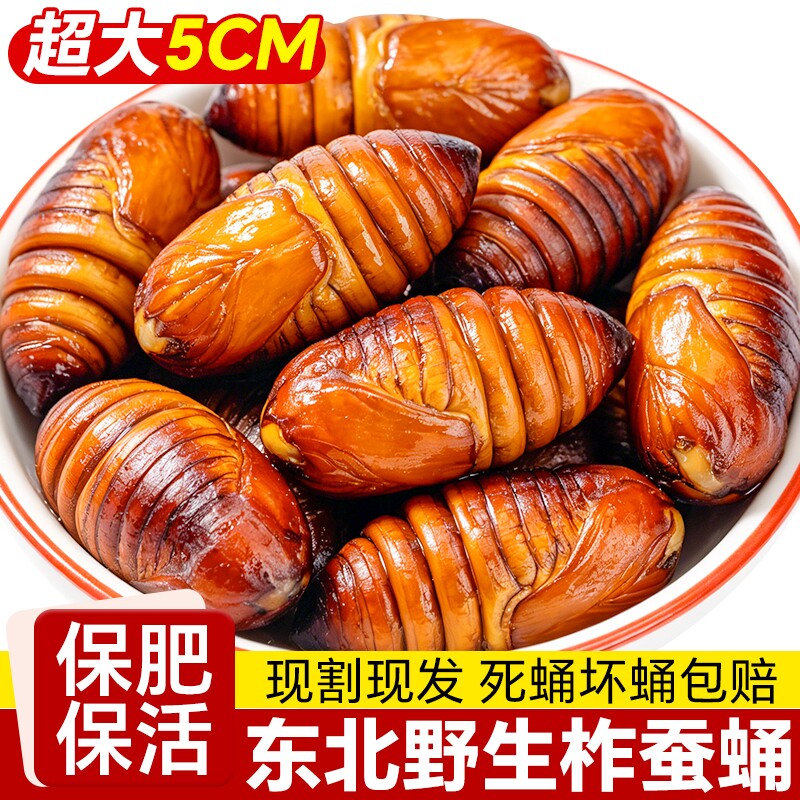 东北蚕蛹鲜活新鲜大个蝉蛹蚕特产黑黄蝉蛹生鲜高蛋白美食 柞蚕2斤