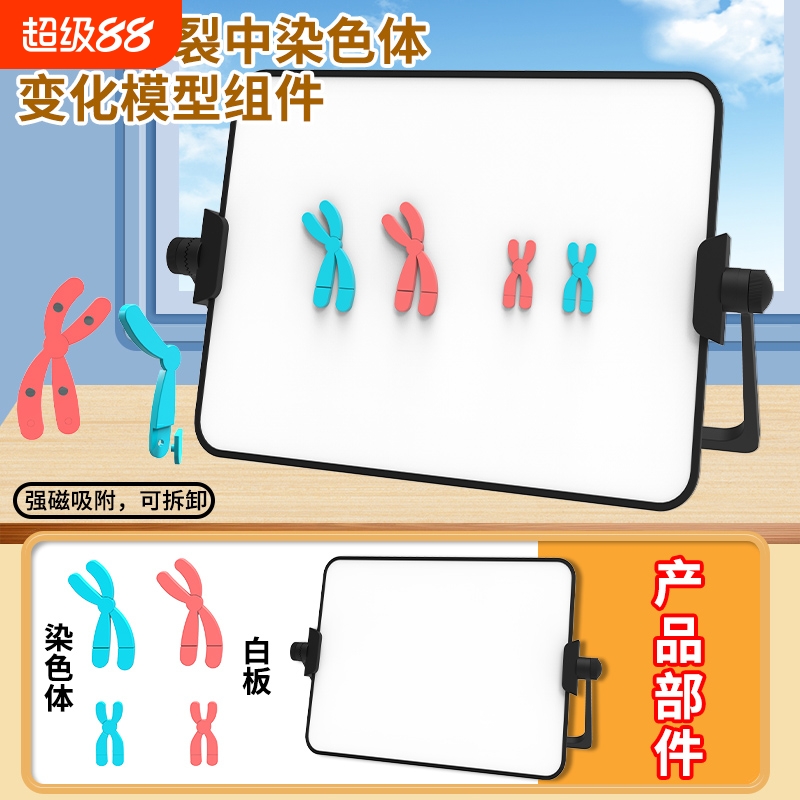 减数分裂中染色体变化模型磁吸式组件中学初中高中生学生物DNA遗传规律交叉互换实验器材教学仪器教具关系