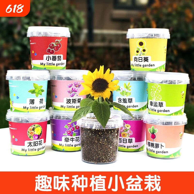 儿童种植小盆栽太阳花向日葵花种籽子幼儿园小学生植物生长观察盒