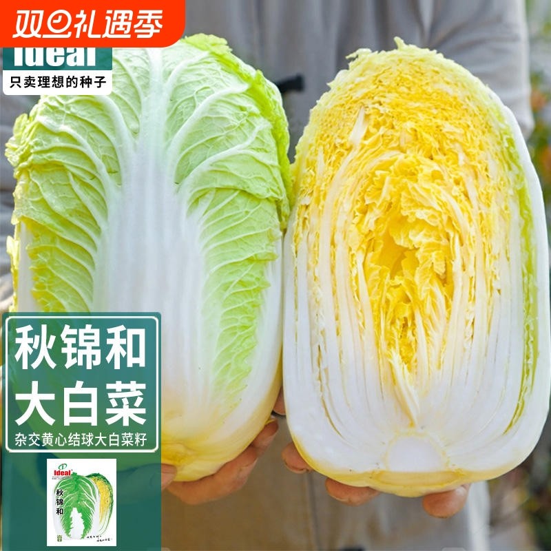 黄心大白菜种籽娃娃菜种子菜种秋白菜种秋季冬季蔬菜种子白菜籽