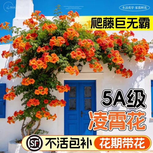 凌霄花爬藤大苗植物炮仗花盆栽四季开花绿植庭院阳台耐寒好养花卉