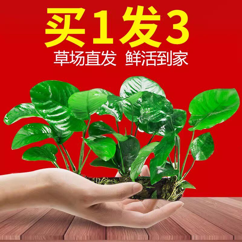 水榕沉木水草植物鱼缸造景装饰摆件懒人淡水阴性增氧净水屋大叶