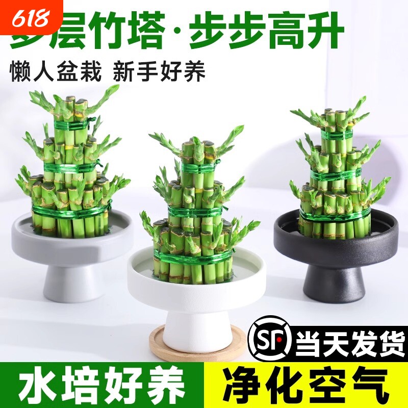 竹塔富贵竹水培植物客厅招财转运竹水养带根观音竹绿植盆栽节节高