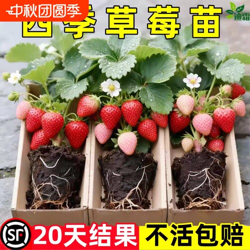 草莓苗秧盆栽四季丹东红颜奶油牛奶大棚种植裸根脱毒秧苗南方批发