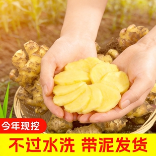 今年新云南小黄姜红河新鲜生姜老姜现挖高山沙姜土姜种子蔬菜批发