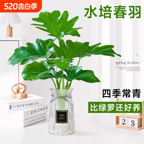 春羽盆栽水培植物蔓绿绒室内龟背竹春雨绿植常青绿萝好养办公桌面
